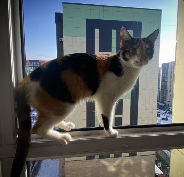 Отдам коёгка КОЛИКО