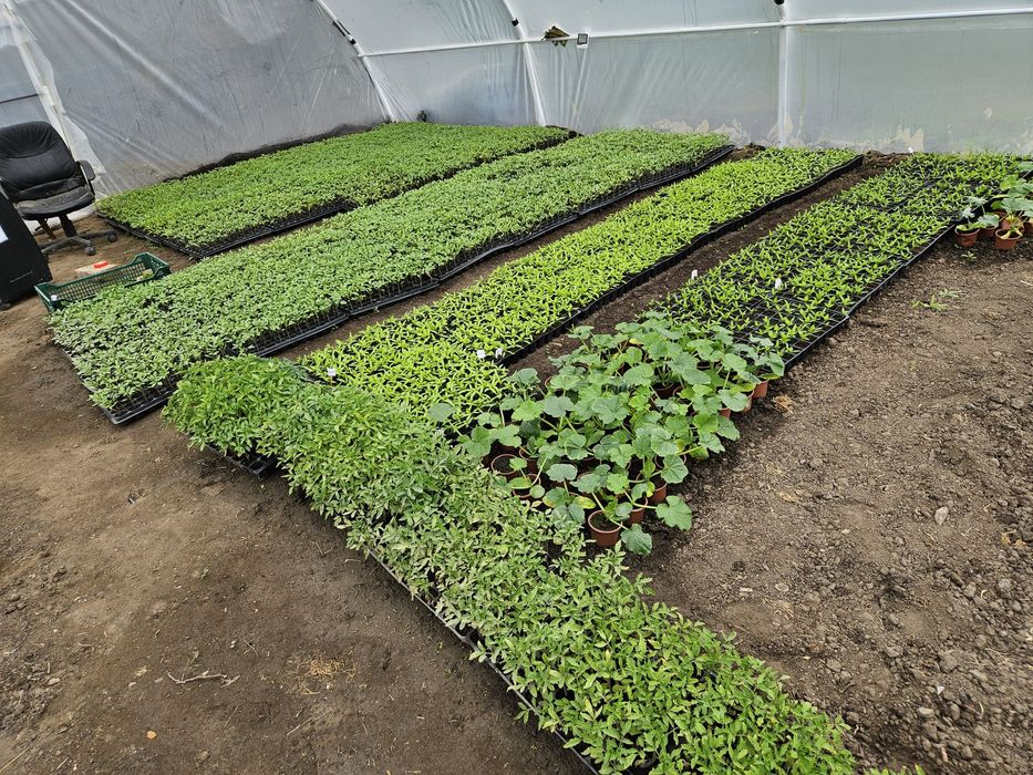 Rasaduri disponibile