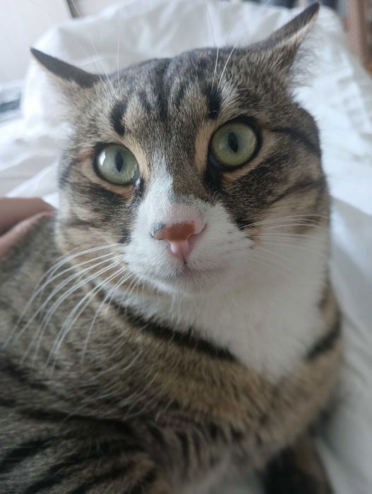 котки котки котики