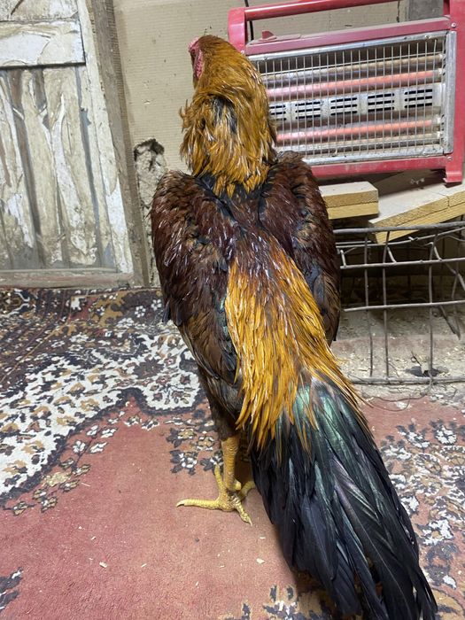 Продам о шамо  наталия