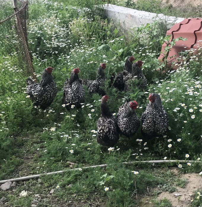 Продам кур породы Виандот