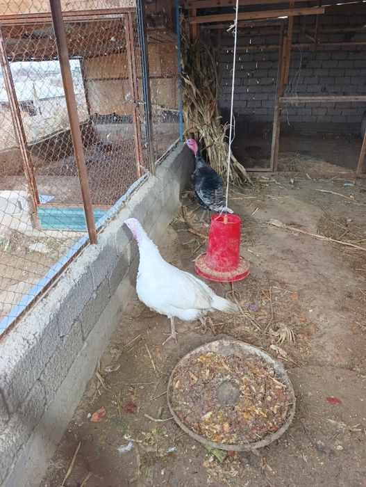 Продам индюков местные