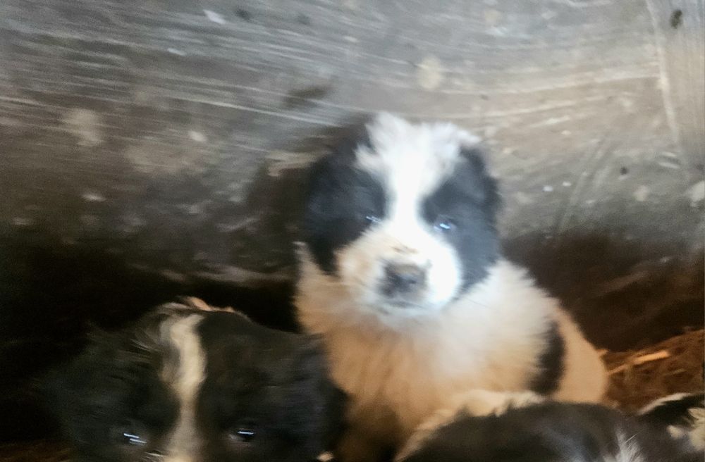 Каракачанска овчарка