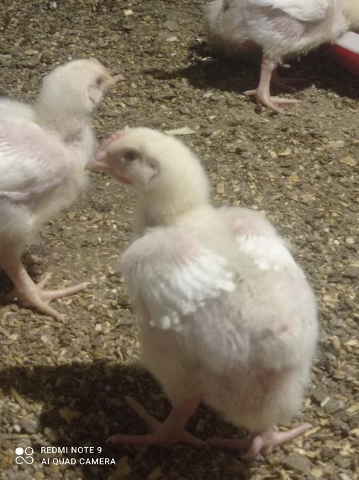 Бройлер подрощеный