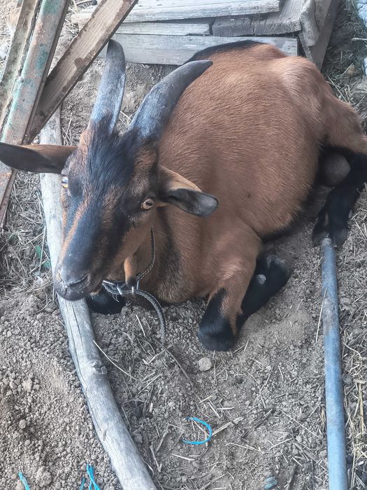 Iezi alpin francez de vânzăre