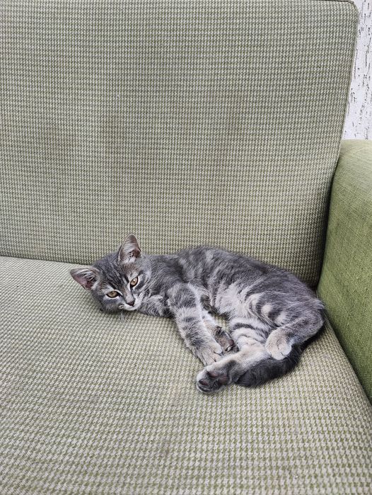 Отдам котят бесплатно