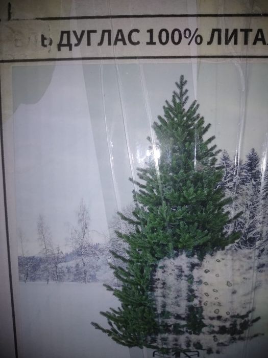 Ель " Дуглас" производства Голландия