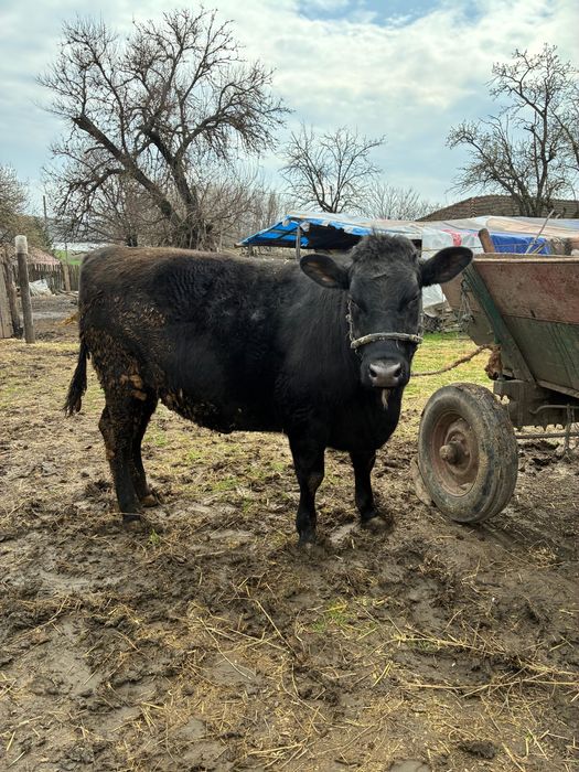 Angus pentru sacrificat