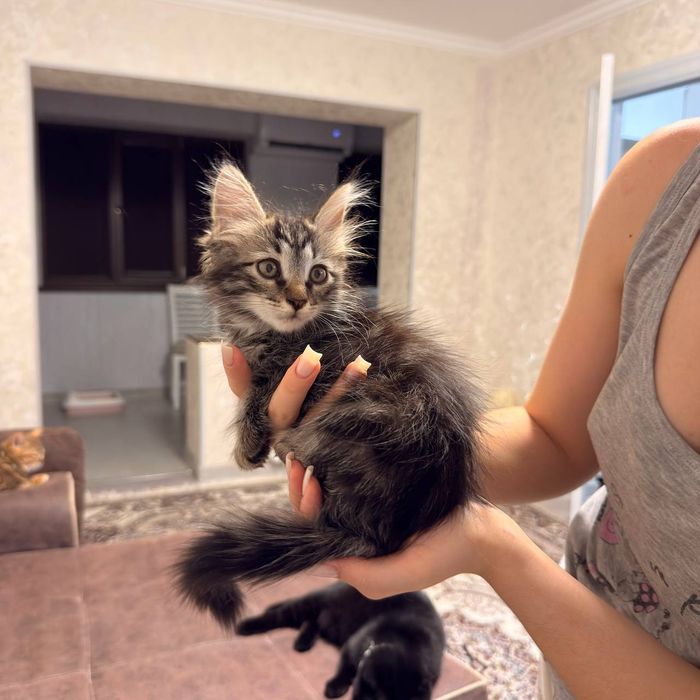 Котята даром в дом
