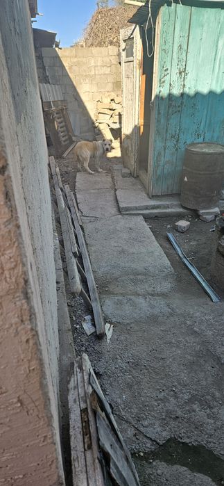 САО сатылады үш айлық