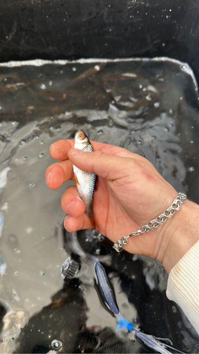 Живчик Свежий Чебак