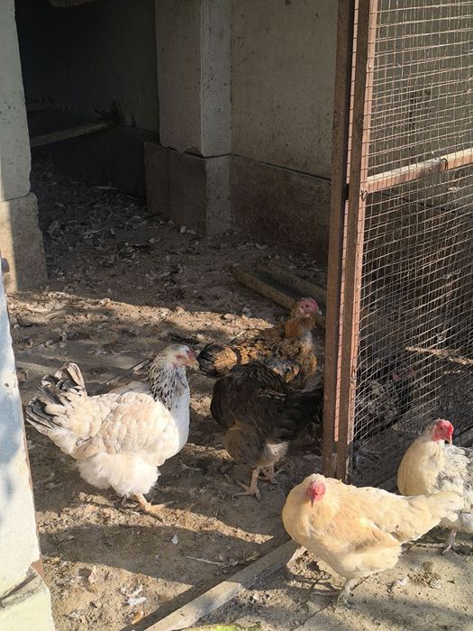 Домашний товуклар сотилади