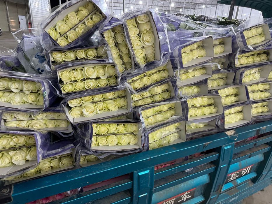 Розы китай склад в Алматы. Тюльпаны