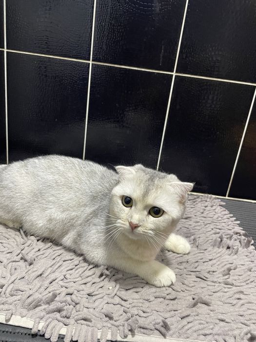 Продам шотландскую кошку
