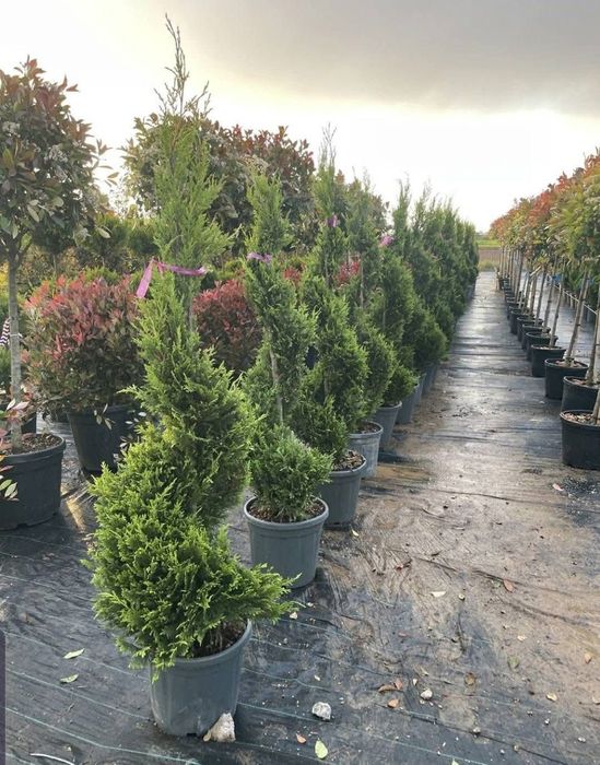 Plante ornamentale decorativ