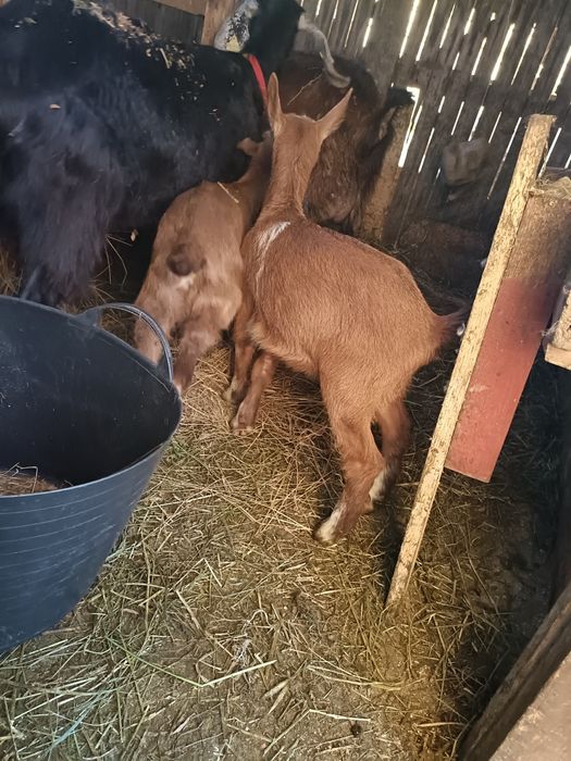 Vând 2 ieduțe și un tapisor
