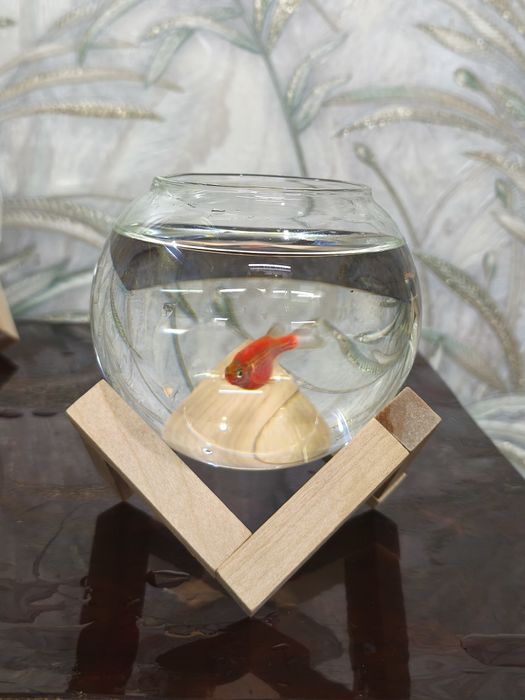 Akvariyum baliklari bilan