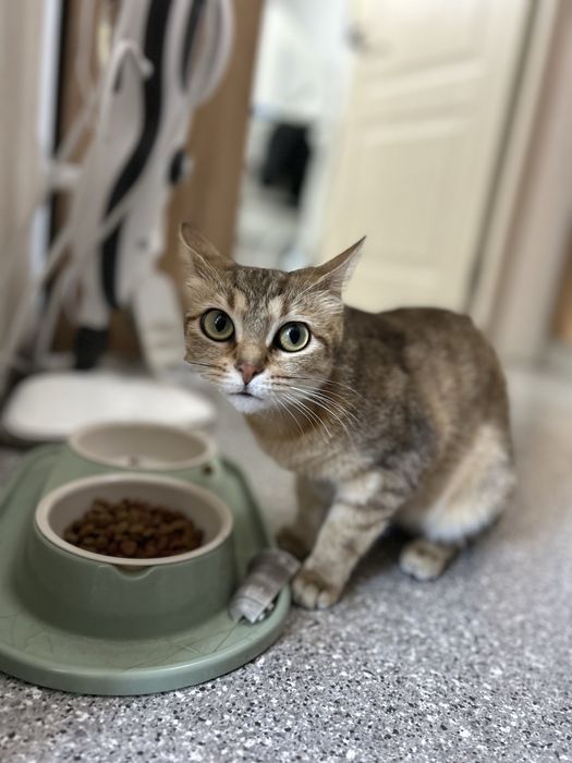 Отдам кошку в добрые руки