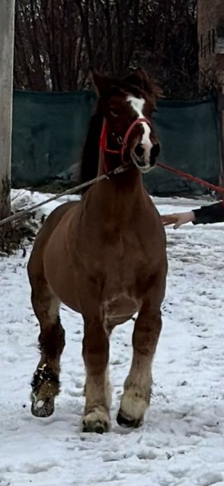 Manz armasar 1 an jumate adus din franta