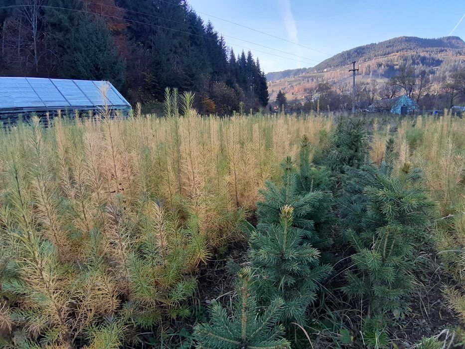Puieti larice-Larix decidua- "Brad galben" sau "paulownia coniferelor"