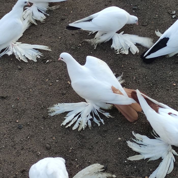 Голуби домашние СК