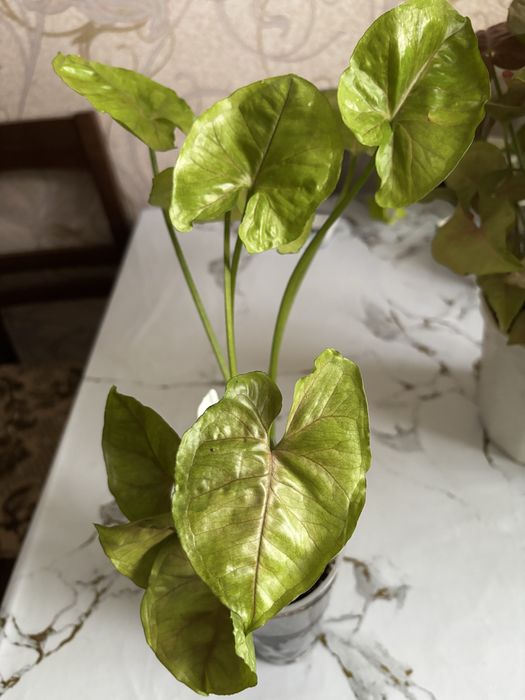 Продам цветы сингуниумы