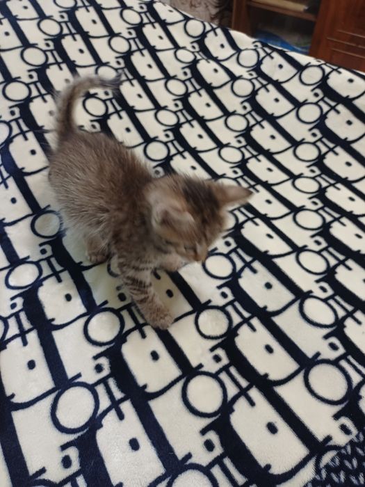 Котенок 2 мес . Срочно!!! Даром.