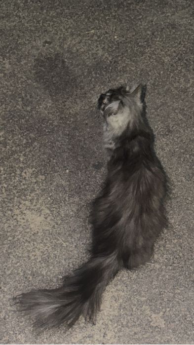 Кошечка ищет дом