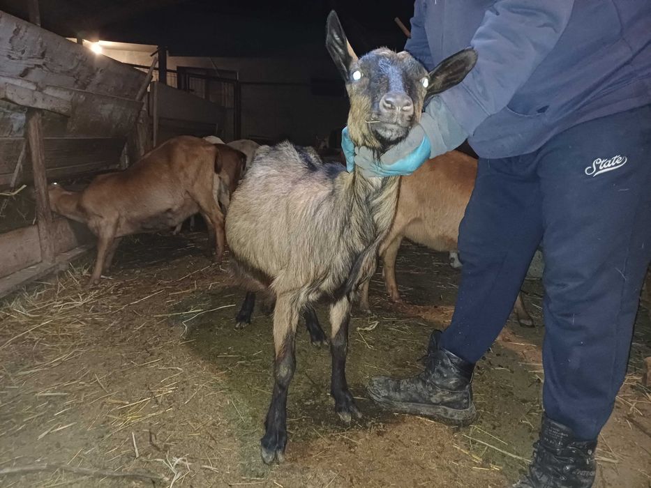 Capre la a doua fătare, imperecheate cu mascul anglo nubian cu origine