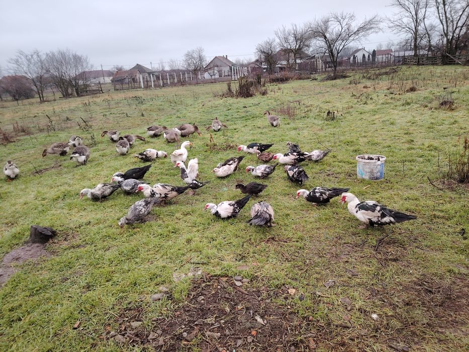 Rate lesesti crescute in regim liber