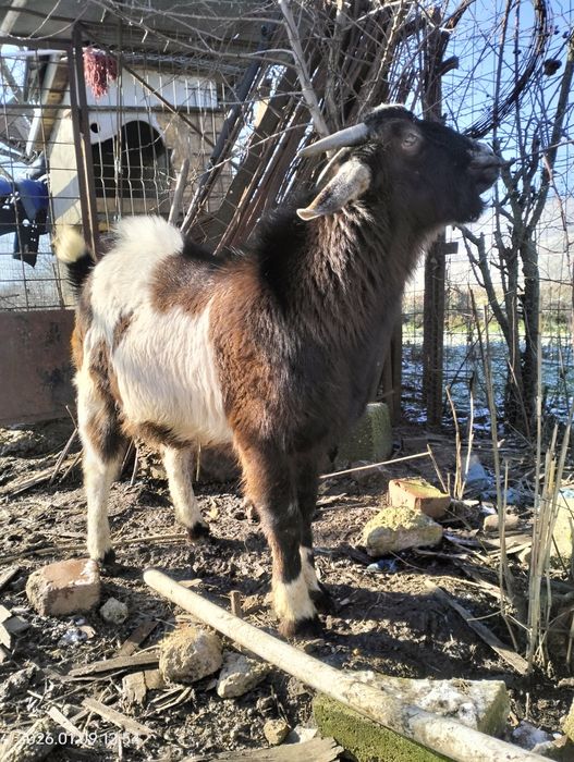 Vând țap Rasă: metis (Carpatină × Alpină / Anglo-Nubian)