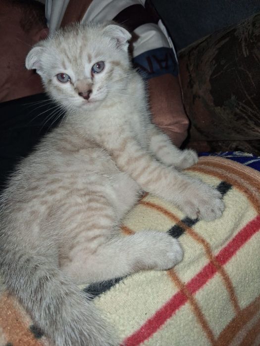 Шотландкий котята