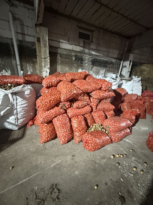 Семена картофелья Галла