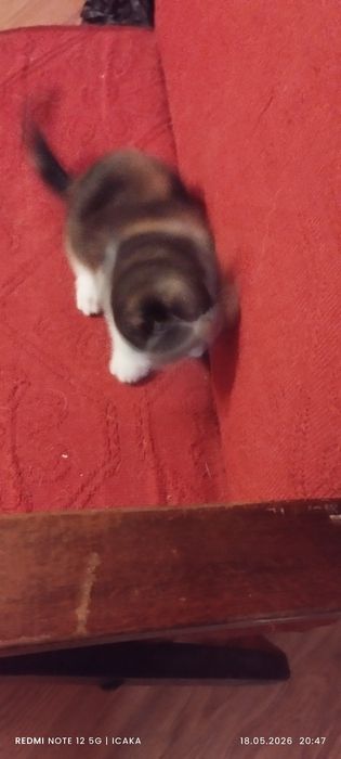 Малки котенца подарявам