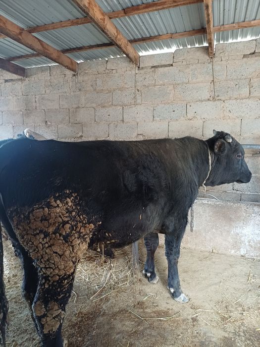 Бұқа сатылады...