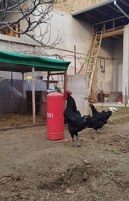 Qora Shaxzoda gigant
