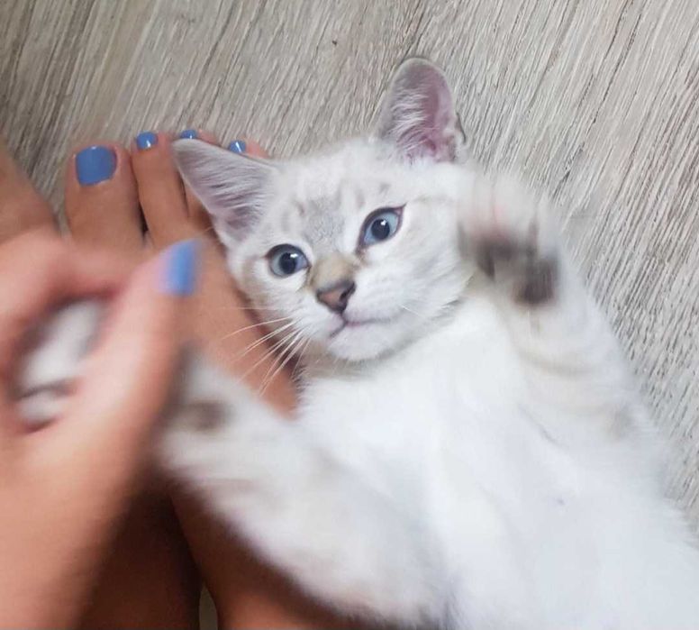 Pet Sitter București. Extra cuddles included