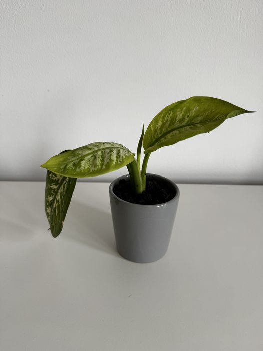Dieffenbachia cu ghiveci ceramic