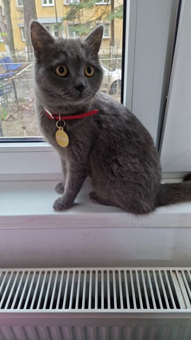 Pisica pui Brittish shorthair gri deschis - 7 luni