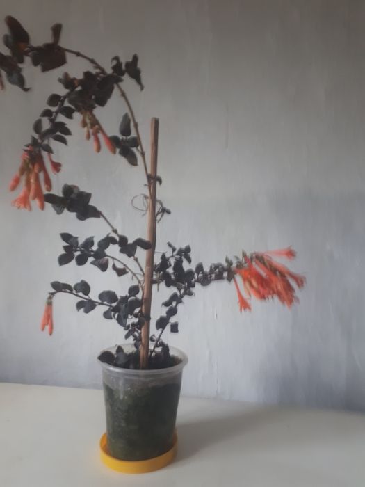 Продам цветок фуксию  Thalia