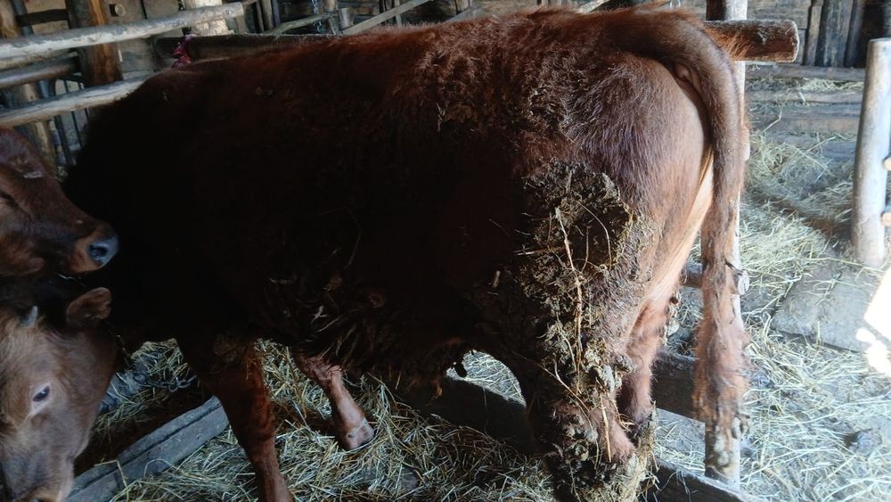 1 бычок 2 телка продам