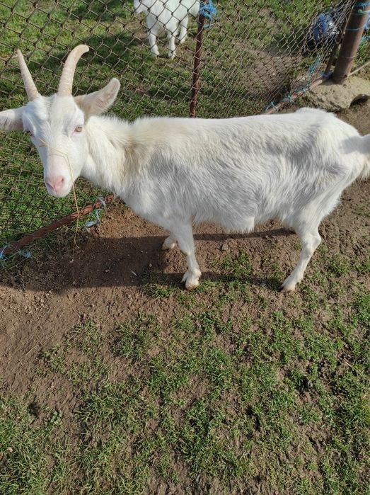 De vânzare o capră sannen