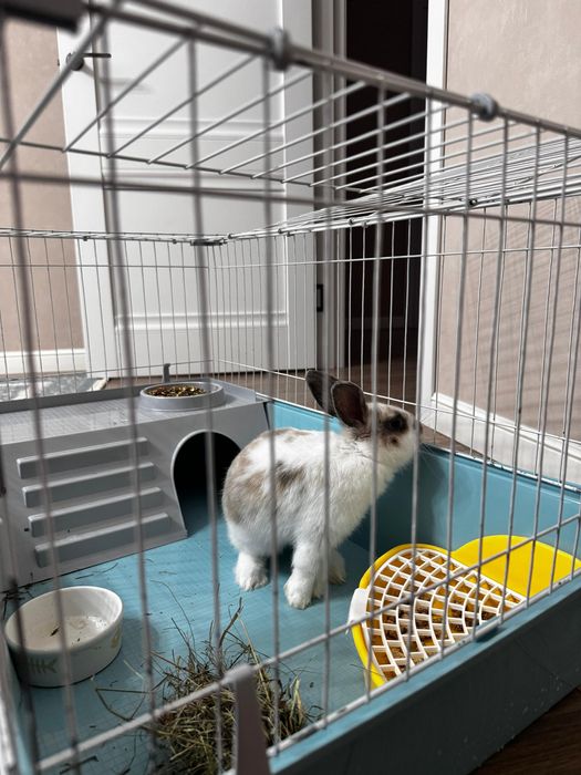 Кролик декоративный