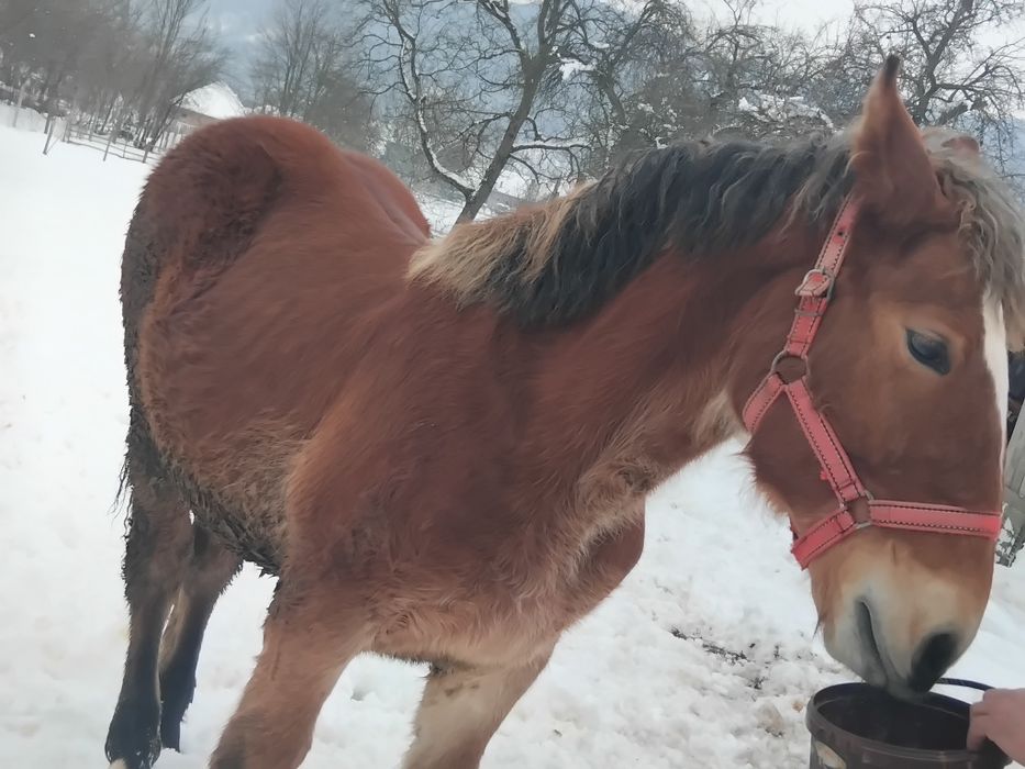 Mânz de vânzare 10 luni