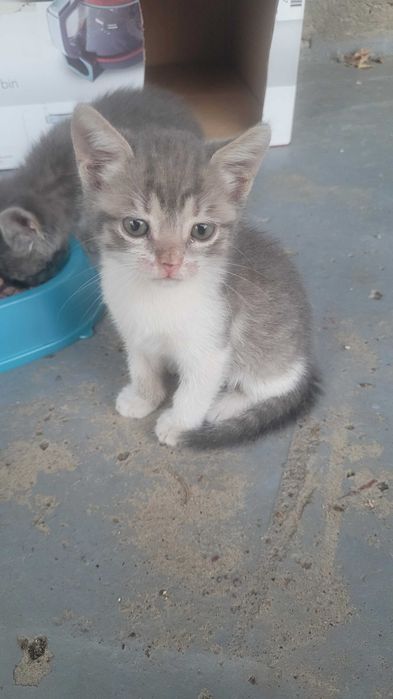 Отдам котят бесплатно