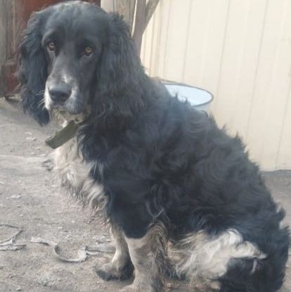 Отдам в добрые руки.