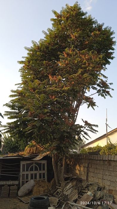 Ўтинга 3 катта дарахт сотилади