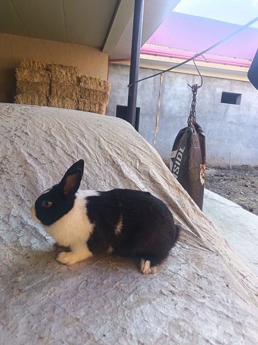 Karlikivi panda quyon sotiladi