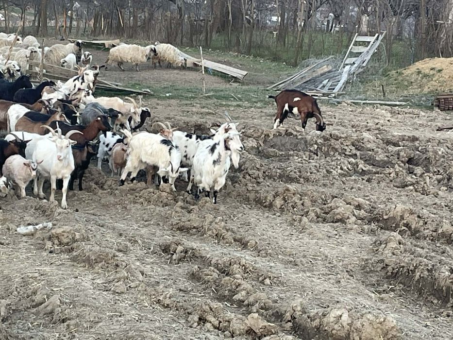 Vând  70 de capre