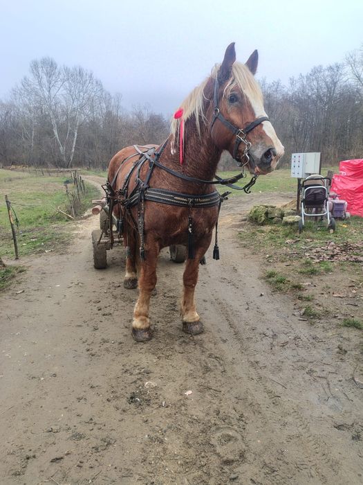 Cal castrat de vânzare